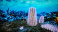 Reconstruction of the Early Cambrian seafloor, depicting colonies of Protomelission gatehousei and Dayingomelission hexaclitia living among archaeocyath reefs in shallow seas approximately 520 million years ago. Image credit: Zhifei Zhang.