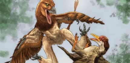 Jian changmaensis (left) attacks the early bird Gansus yumenensis (right) in what is now the Changma Basin of northwestern China approximately 120 million years ago. Image credit: Lewis LaRosa / Jão Canola.