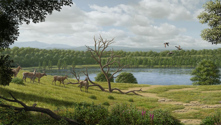 Half-Ton Cattle Relatives Roamed Europe 4 Million Years Ago