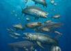 Marine fishes from the Early Paleocene site of Qreiya 3 in the Eastern Desert of Egypt. Image credit: Ian Baylatry.