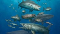 Marine fishes from the Early Paleocene site of Qreiya 3 in the Eastern Desert of Egypt. Image credit: Ian Baylatry.
