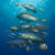 Marine fishes from the Early Paleocene site of Qreiya 3 in the Eastern Desert of Egypt. Image credit: Ian Baylatry.