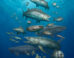 Marine fishes from the Early Paleocene site of Qreiya 3 in the Eastern Desert of Egypt. Image credit: Ian Baylatry.