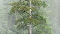 The Heaven Sword tree. Image credit: Chia-Chun Hsu et al., doi: 10.3389/ffgc.2026.1746112.