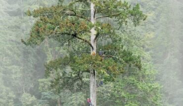 The Heaven Sword tree. Image credit: Chia-Chun Hsu et al., doi: 10.3389/ffgc.2026.1746112.