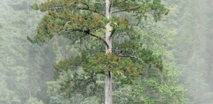 The Heaven Sword tree. Image credit: Chia-Chun Hsu et al., doi: 10.3389/ffgc.2026.1746112.