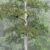 The Heaven Sword tree. Image credit: Chia-Chun Hsu et al., doi: 10.3389/ffgc.2026.1746112.