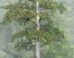 The Heaven Sword tree. Image credit: Chia-Chun Hsu et al., doi: 10.3389/ffgc.2026.1746112.