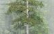 The Heaven Sword tree. Image credit: Chia-Chun Hsu et al., doi: 10.3389/ffgc.2026.1746112.