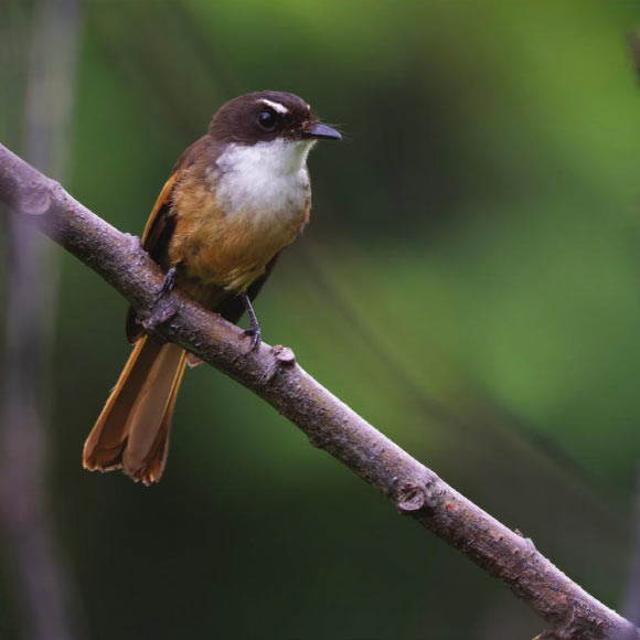 The cinnamon-tailed fantail (Rhipidura fuscorufa) in November 2022. Image credit: James A. Eaton.