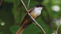 The cheerful fantail (Rhipidura laguceria) in November 2022. Image credit: James A. Eaton.