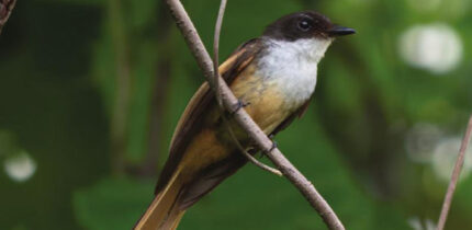 The cheerful fantail (Rhipidura laguceria) in November 2022. Image credit: James A. Eaton.