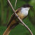 The cheerful fantail (Rhipidura laguceria) in November 2022. Image credit: James A. Eaton.