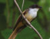The cheerful fantail (Rhipidura laguceria) in November 2022. Image credit: James A. Eaton.