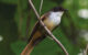 The cheerful fantail (Rhipidura laguceria) in November 2022. Image credit: James A. Eaton.