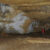 Sala Keimada, a chamber of Cueva Palomera in Burgos, Spain. Image credit: Ortega-Martínez et al., doi: 10.1016/j.jasrep.2026.105818.