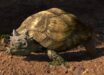 An artist’s impression of Patagoniaemys aeschyli. Image credit: Nawel Vazquez / Museo Argentino de Ciencias Naturales ‘Bernardino Rivadavia’ / CONICET.
