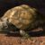 An artist’s impression of Patagoniaemys aeschyli. Image credit: Nawel Vazquez / Museo Argentino de Ciencias Naturales ‘Bernardino Rivadavia’ / CONICET.
