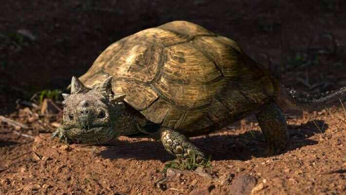 An artist’s impression of Patagoniaemys aeschyli. Image credit: Nawel Vazquez / Museo Argentino de Ciencias Naturales ‘Bernardino Rivadavia’ / CONICET.