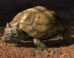 An artist’s impression of Patagoniaemys aeschyli. Image credit: Nawel Vazquez / Museo Argentino de Ciencias Naturales ‘Bernardino Rivadavia’ / CONICET.