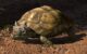 An artist’s impression of Patagoniaemys aeschyli. Image credit: Nawel Vazquez / Museo Argentino de Ciencias Naturales ‘Bernardino Rivadavia’ / CONICET.