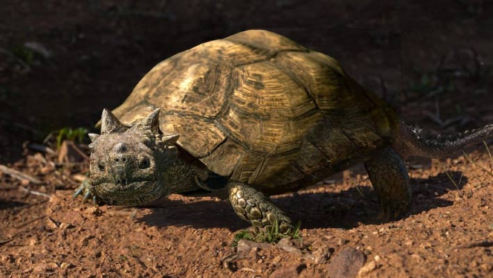 Fossil Discovery in Patagonia Reveals New Species of Horned Turtle