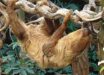 The Linnaeus’s two-toed sloth (Choloepus didactylus) at London Zoo. Image credit: Dick Culbert / CC BY 2.0.