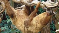 The Linnaeus’s two-toed sloth (Choloepus didactylus) at London Zoo. Image credit: Dick Culbert / CC BY 2.0.