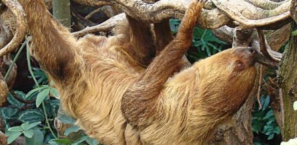 The Linnaeus’s two-toed sloth (Choloepus didactylus) at London Zoo. Image credit: Dick Culbert / CC BY 2.0.