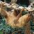 The Linnaeus’s two-toed sloth (Choloepus didactylus) at London Zoo. Image credit: Dick Culbert / CC BY 2.0.