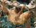 The Linnaeus’s two-toed sloth (Choloepus didactylus) at London Zoo. Image credit: Dick Culbert / CC BY 2.0.