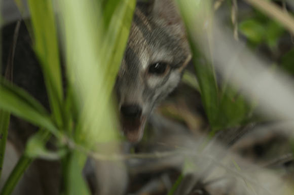 This image of a dwarf gray fox (Urocyon sp.) was captured on the island of Cozumel, Mexico: an adult male is shown partially concealed behind foliage before capture by the Fundación de Parques y Museos de Cozumel on September 14, 2023; this represents the first photograph ever taken of the species on the island and the first reported sighting since 2001. Image credit: Rafael Chacón.