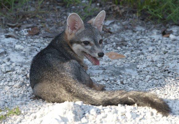 Full-body photograph of adult male Cozumel fox following release in Laguna Colombia State Reserve; the photograph was taken on September 17, 2023, following a health assessment and release within the Reserve. Image credit: Rafael Chacón.