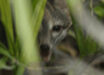 This image of a dwarf gray fox (Urocyon sp.) was captured on the island of Cozumel, Mexico: an adult male is shown partially concealed behind foliage before capture by the Fundación de Parques y Museos de Cozumel on September 14, 2023; this represents the first photograph ever taken of the species on the island and the first reported sighting since 2001. Image credit: Rafael Chacón.