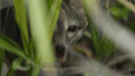 This image of a dwarf gray fox (Urocyon sp.) was captured on the island of Cozumel, Mexico: an adult male is shown partially concealed behind foliage before capture by the Fundación de Parques y Museos de Cozumel on September 14, 2023; this represents the first photograph ever taken of the species on the island and the first reported sighting since 2001. Image credit: Rafael Chacón.