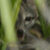 This image of a dwarf gray fox (Urocyon sp.) was captured on the island of Cozumel, Mexico: an adult male is shown partially concealed behind foliage before capture by the Fundación de Parques y Museos de Cozumel on September 14, 2023; this represents the first photograph ever taken of the species on the island and the first reported sighting since 2001. Image credit: Rafael Chacón.