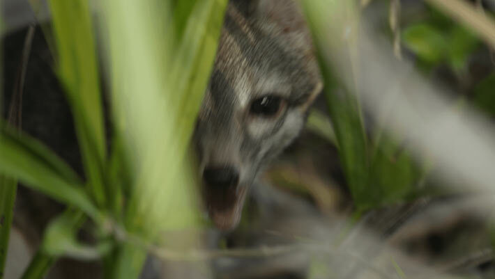 This image of a dwarf gray fox (Urocyon sp.) was captured on the island of Cozumel, Mexico: an adult male is shown partially concealed behind foliage before capture by the Fundación de Parques y Museos de Cozumel on September 14, 2023; this represents the first photograph ever taken of the species on the island and the first reported sighting since 2001. Image credit: Rafael Chacón.