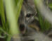 This image of a dwarf gray fox (Urocyon sp.) was captured on the island of Cozumel, Mexico: an adult male is shown partially concealed behind foliage before capture by the Fundación de Parques y Museos de Cozumel on September 14, 2023; this represents the first photograph ever taken of the species on the island and the first reported sighting since 2001. Image credit: Rafael Chacón.