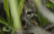 This image of a dwarf gray fox (Urocyon sp.) was captured on the island of Cozumel, Mexico: an adult male is shown partially concealed behind foliage before capture by the Fundación de Parques y Museos de Cozumel on September 14, 2023; this represents the first photograph ever taken of the species on the island and the first reported sighting since 2001. Image credit: Rafael Chacón.