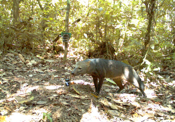 The short-eared dog (Atelocynus microtis) from a trap camera in Bolivia. Image credit: G. Ayala & M.E Viscarra.