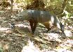 The short-eared dog (Atelocynus microtis) from a trap camera in Bolivia. Image credit: G. Ayala & M.E Viscarra.
