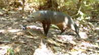 The short-eared dog (Atelocynus microtis) from a trap camera in Bolivia. Image credit: G. Ayala & M.E Viscarra.