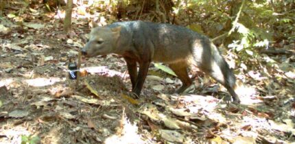 The short-eared dog (Atelocynus microtis) from a trap camera in Bolivia. Image credit: G. Ayala & M.E Viscarra.