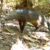 The short-eared dog (Atelocynus microtis) from a trap camera in Bolivia. Image credit: G. Ayala & M.E Viscarra.