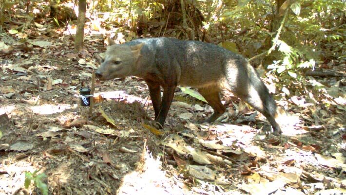 The short-eared dog (Atelocynus microtis) from a trap camera in Bolivia. Image credit: G. Ayala & M.E Viscarra.