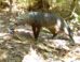 The short-eared dog (Atelocynus microtis) from a trap camera in Bolivia. Image credit: G. Ayala & M.E Viscarra.
