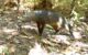 The short-eared dog (Atelocynus microtis) from a trap camera in Bolivia. Image credit: G. Ayala & M.E Viscarra.