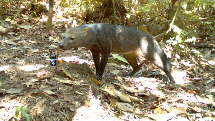 Amazon’s Elusive Short-Eared Dog May Be More Common than Researchers Once Thought