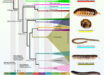 To date, 14,232 millipede species have been described, with at least as many still awaiting discovery. Image credit: Vasquez-Valverde et al., doi: 10.1016/j.cub.2026.05.035.
