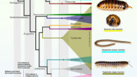 To date, 14,232 millipede species have been described, with at least as many still awaiting discovery. Image credit: Vasquez-Valverde et al., doi: 10.1016/j.cub.2026.05.035.